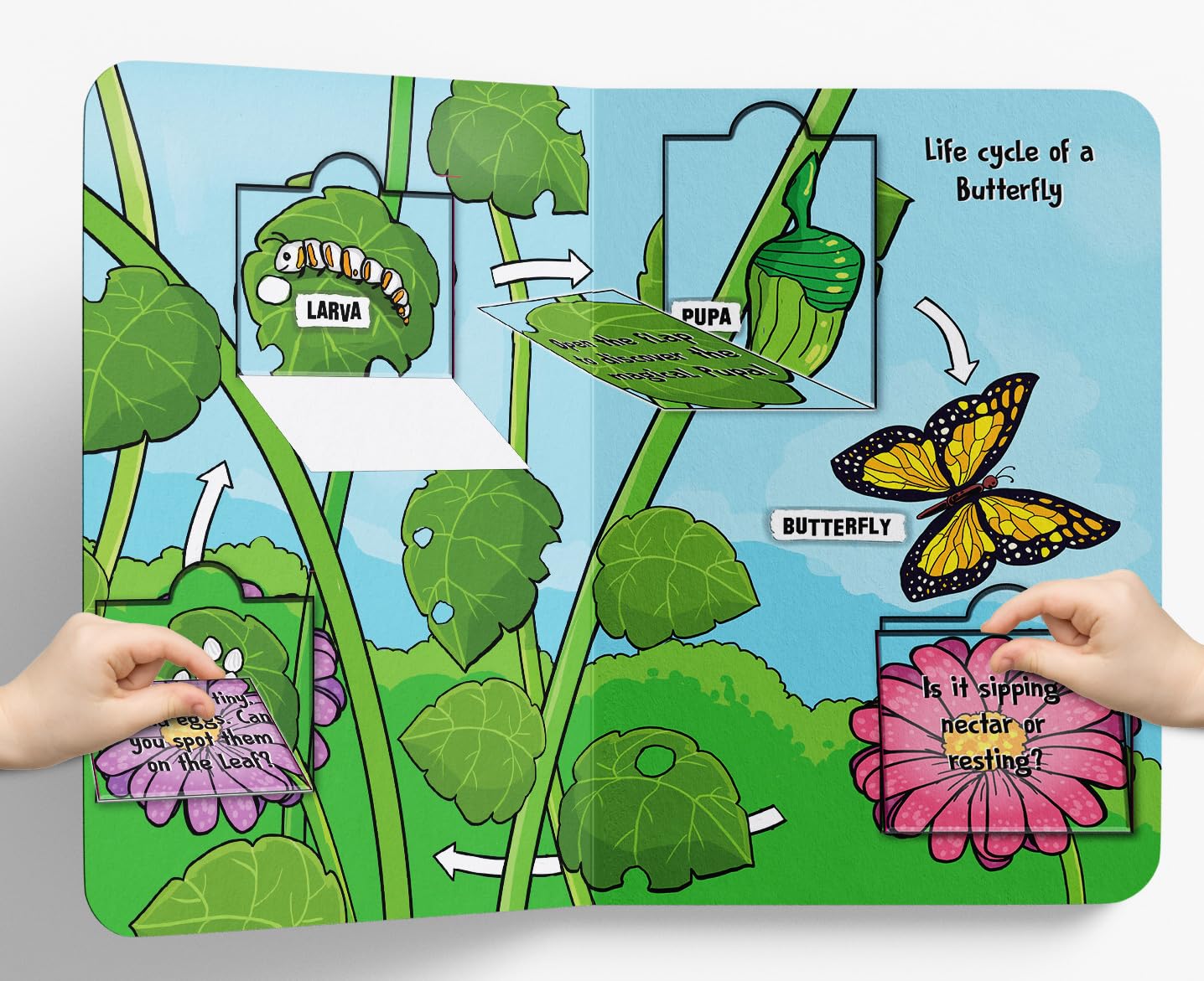 Lift the Flap: Life cycles