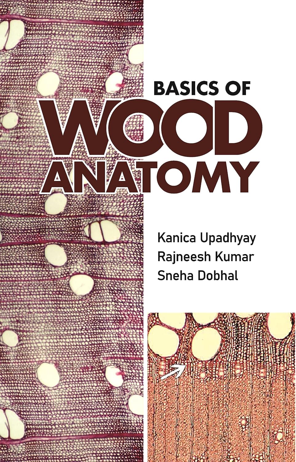 Basics of Wood Anatomy