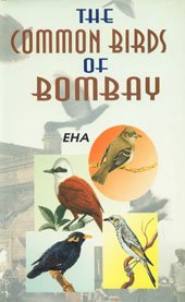 Common Birds of Bombay